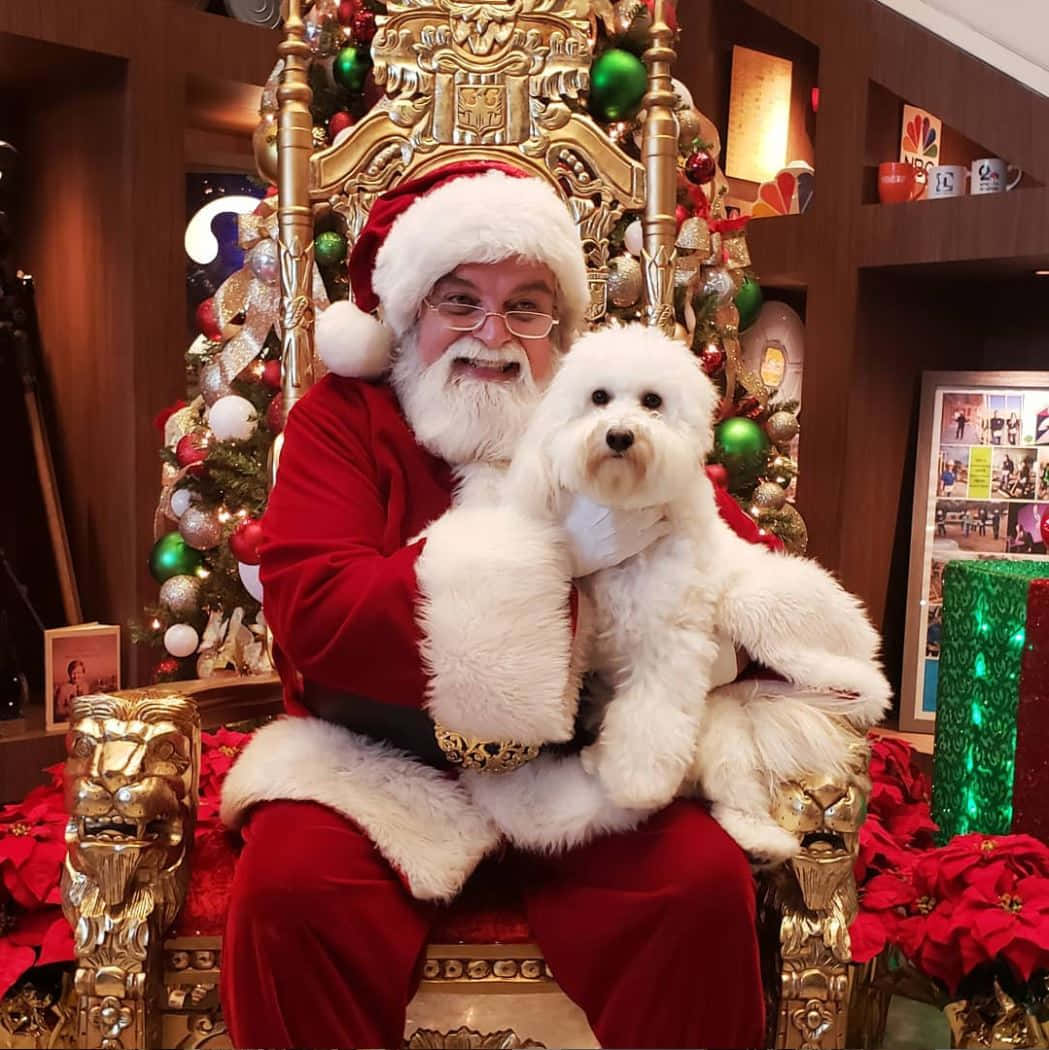Dog Santa Pictures 1049 X 1050 Picture