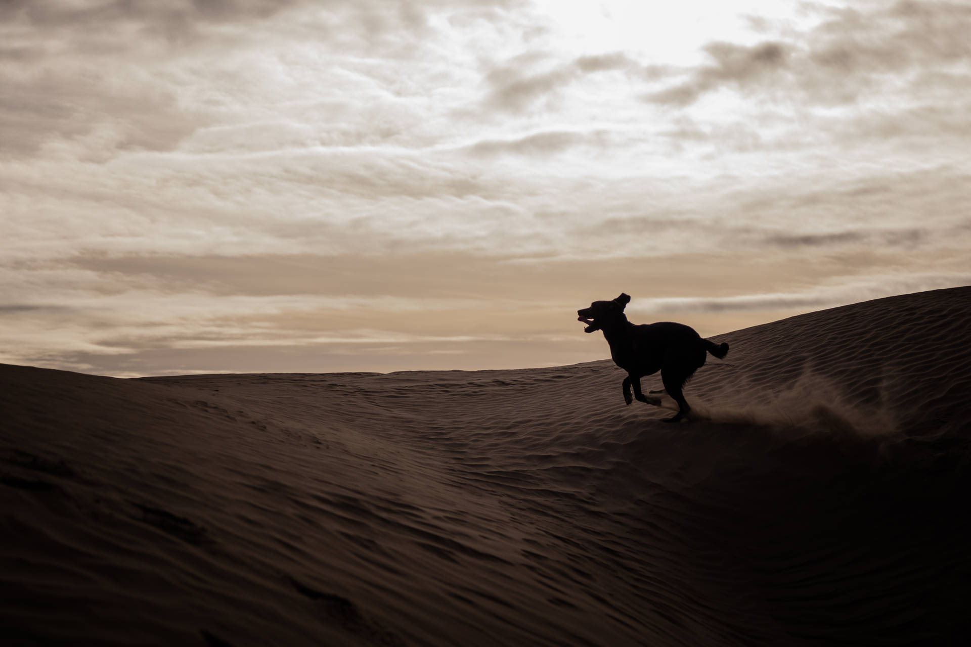 Hundsilhuettvid Sahara. Wallpaper