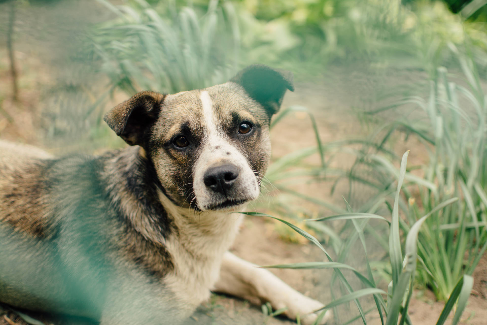 A Dog Enjoying an Afternoon in the Tall Grass Wallpaper