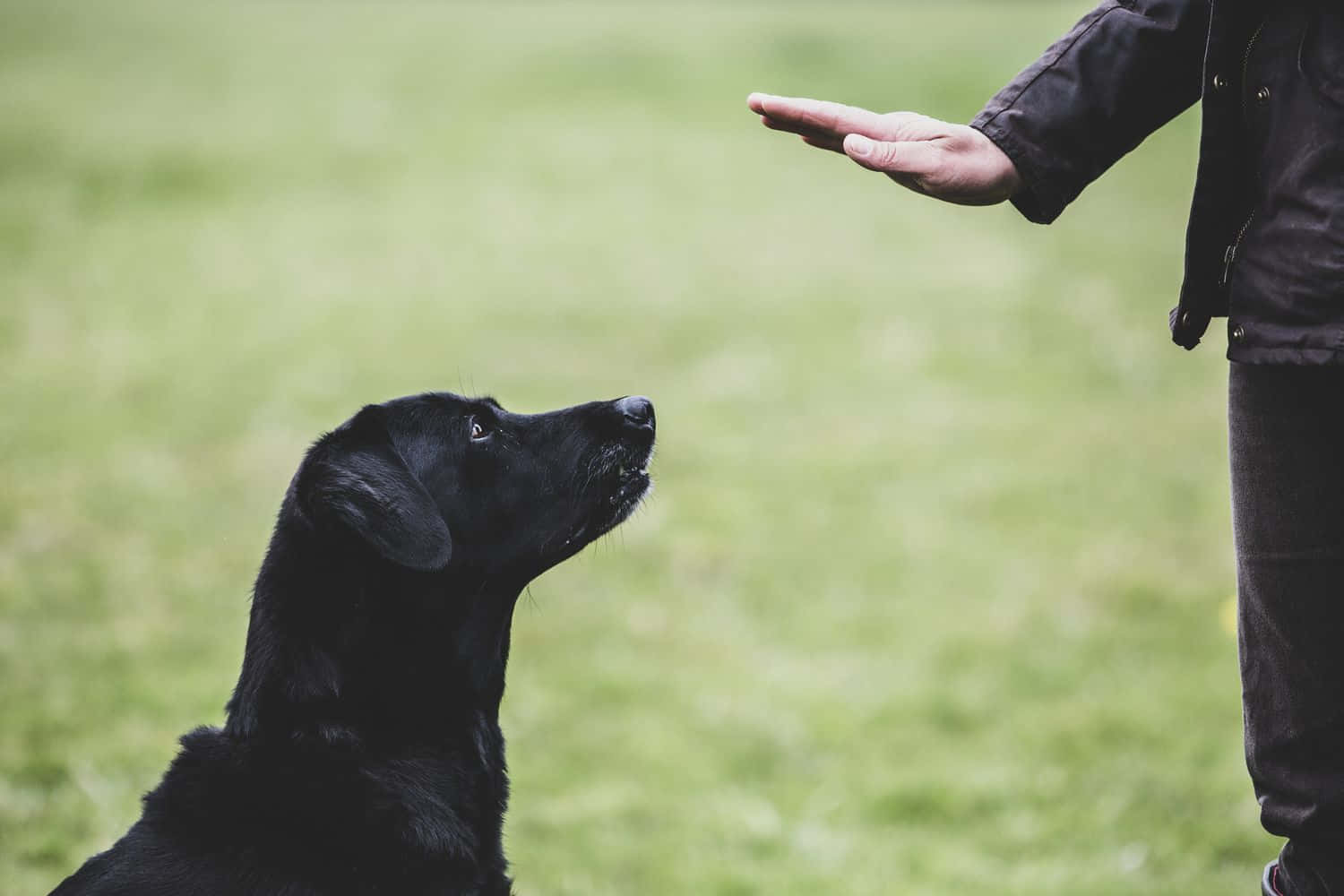 Séance D'entraînement Des Chiens En Extérieur Fond d'écran