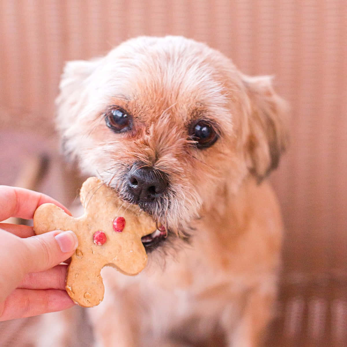 Dog Treat Gingerbread Man Eaten By Dog Picture