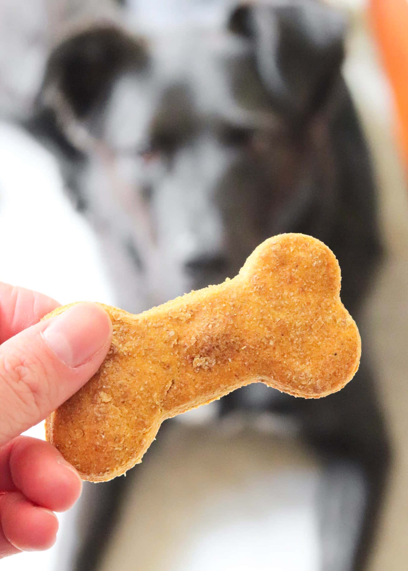 Dog Treat Bone Biscuit With Black Dog Picture