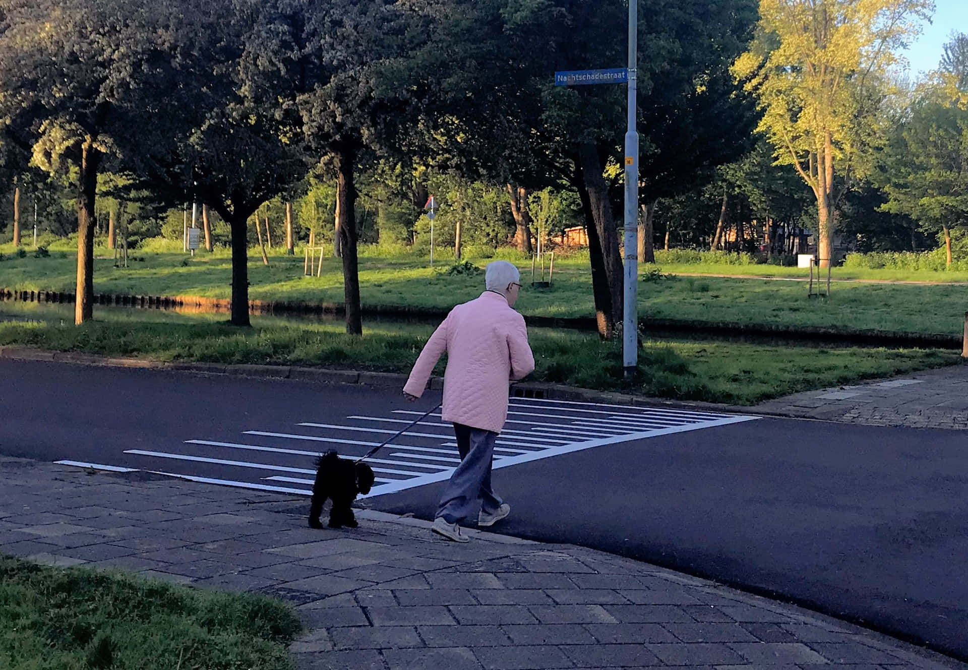 Dog Walking On Pedestrian Lane Picture