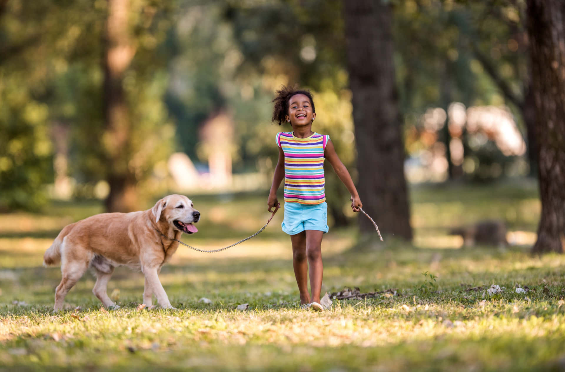 Golden Retriever Dog Walking With Girl Picture
