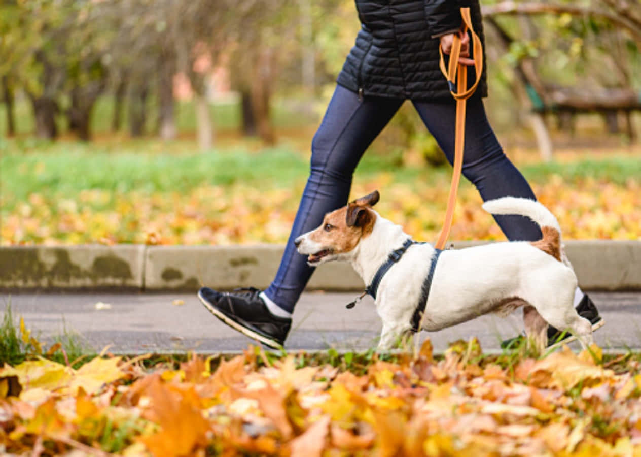 Jack Russell Terrier Dog Walking Fall Picture