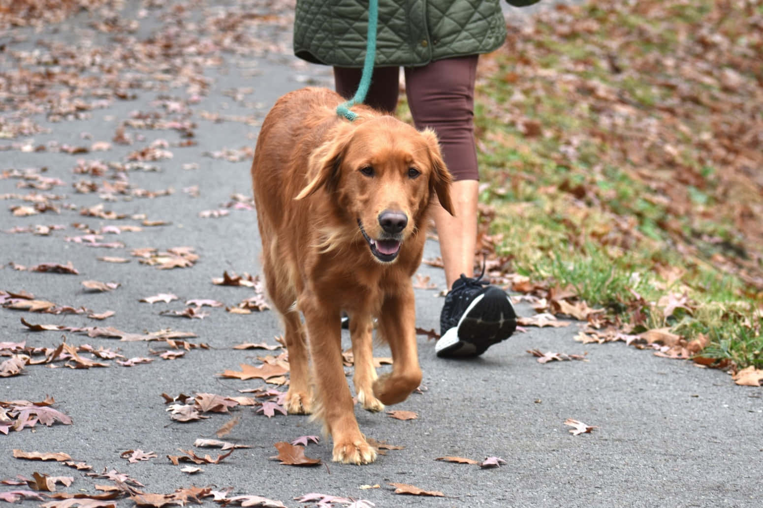Bright Red Golden Retriever Dog Walking Picture