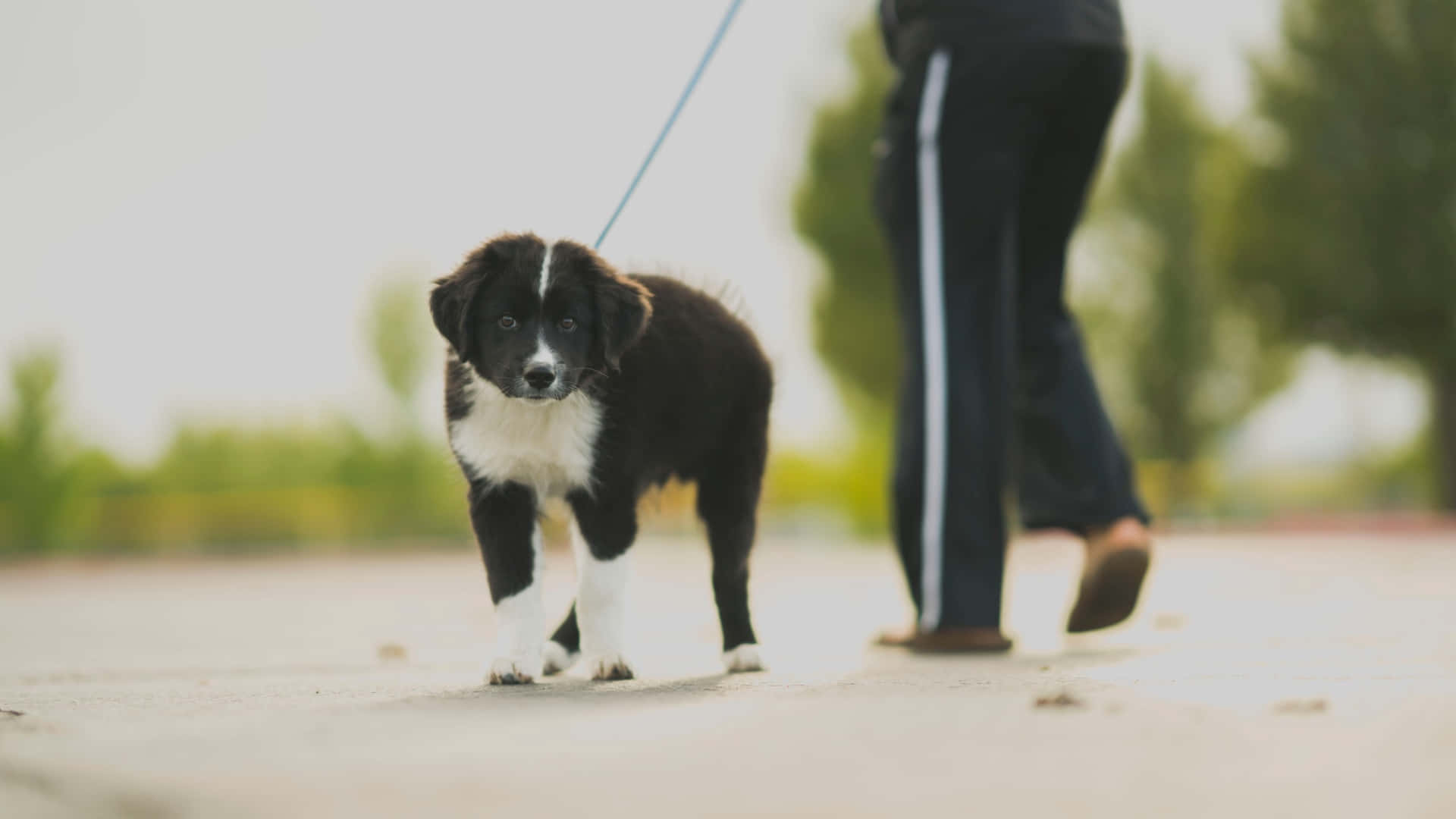 Sort og hvid hund går billedet