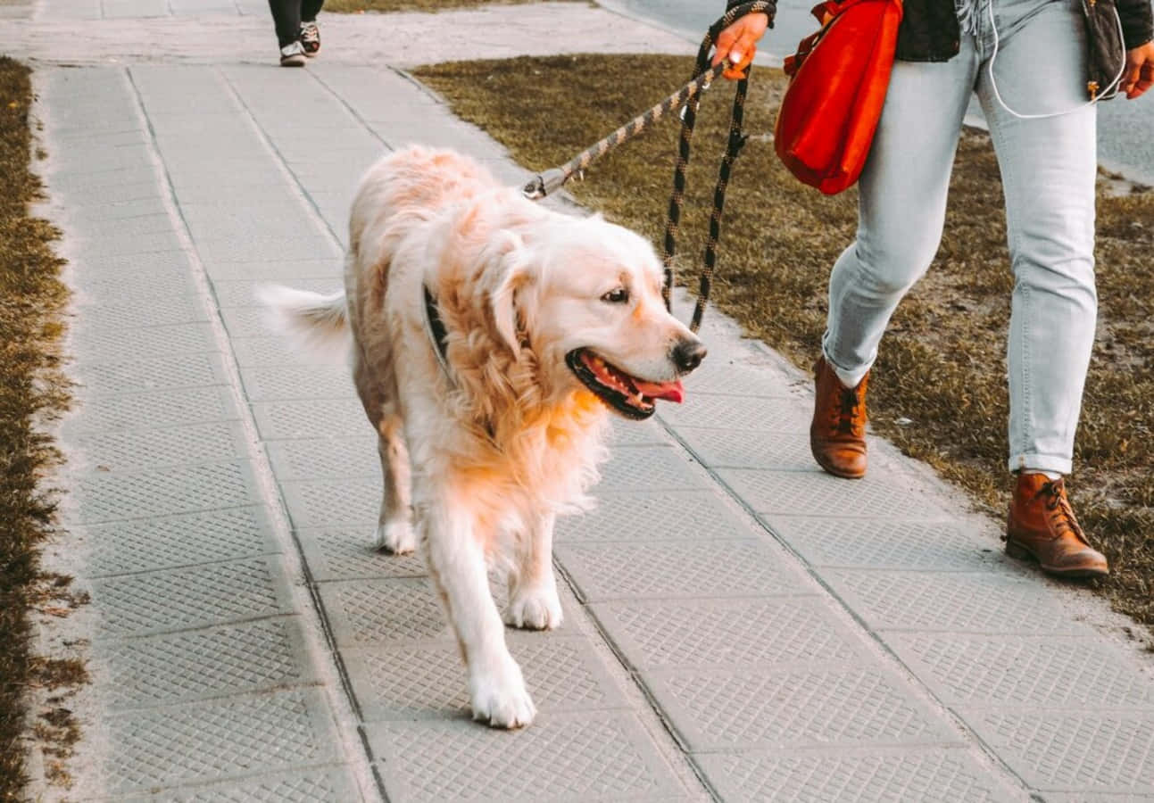 Golden Retriever Dog Walking On Sidewalk Picture