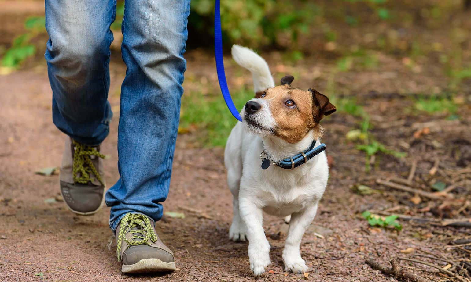 Jack Russell Terrier Dog Walking Picture