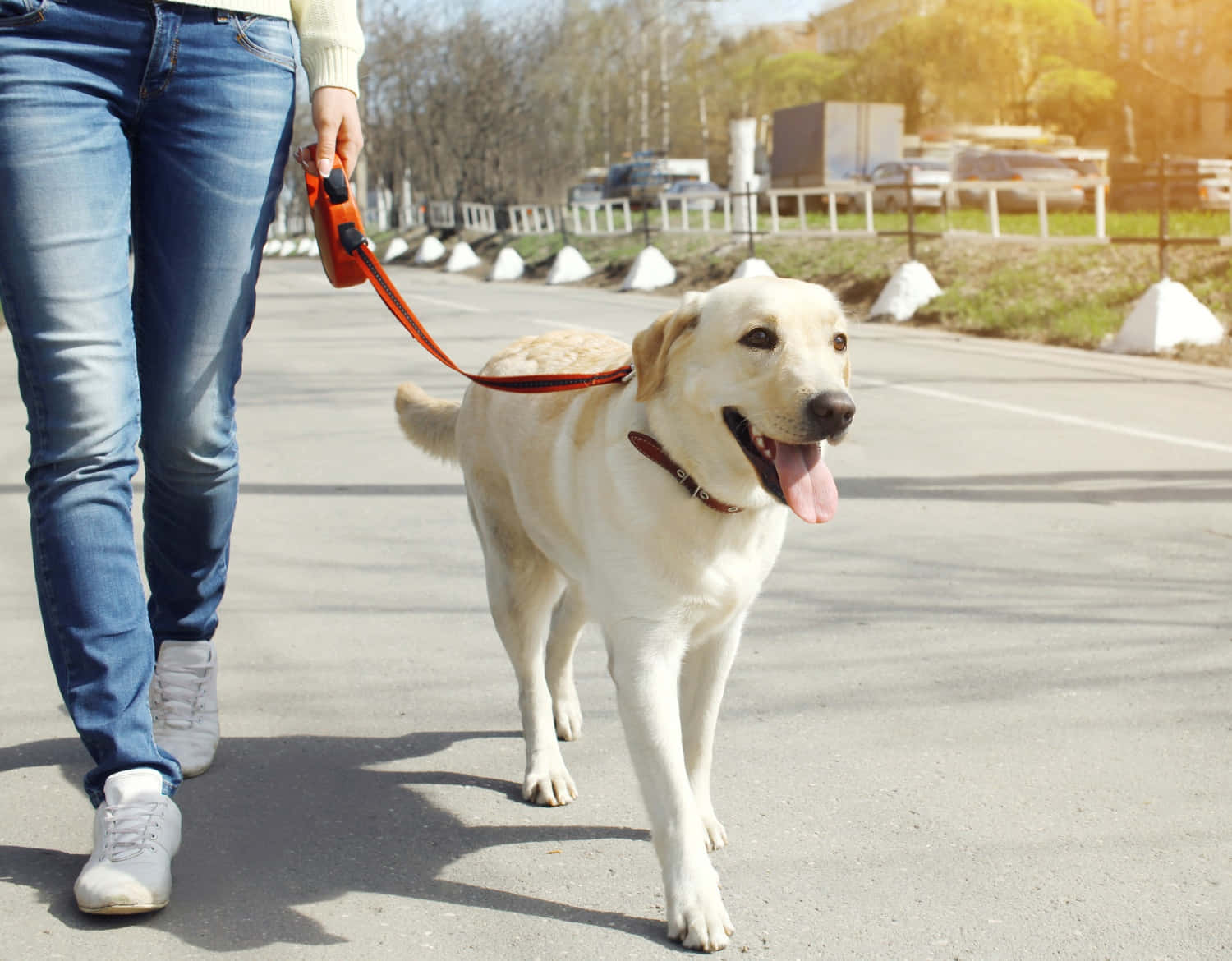 Labrador Retriever Dog Walking Picture