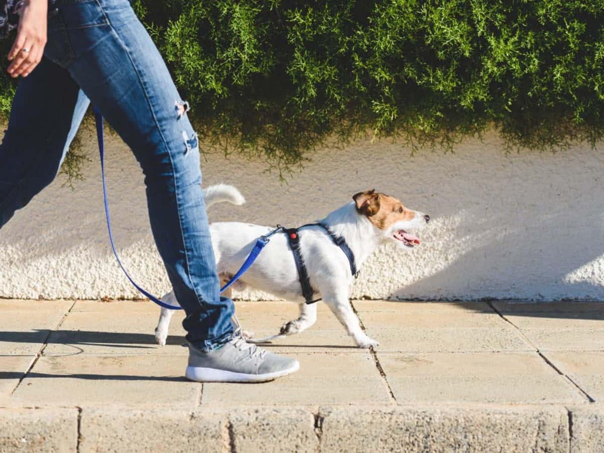 Cute Dog Walking In Sidewalk Picture