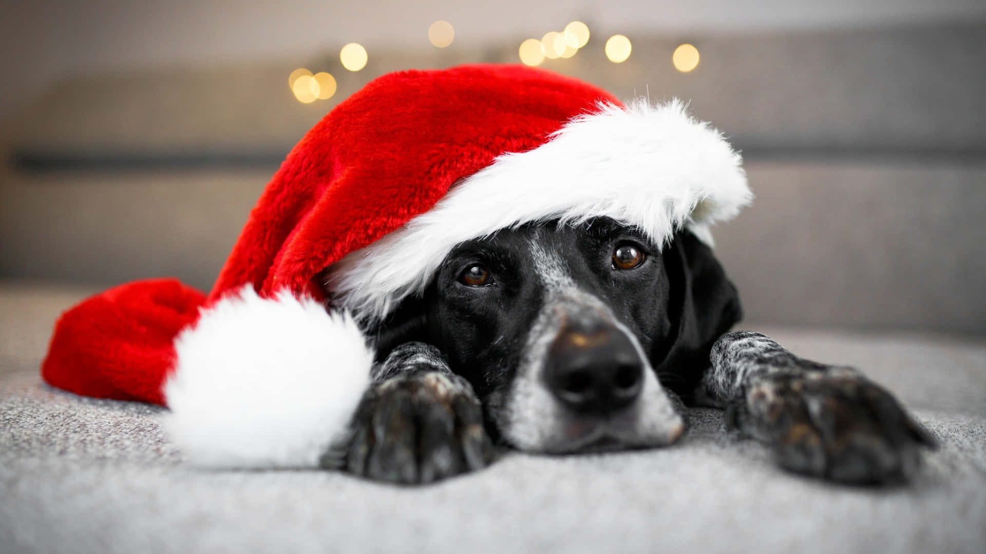 Perro Con Gorro Navideño Fondo de pantalla