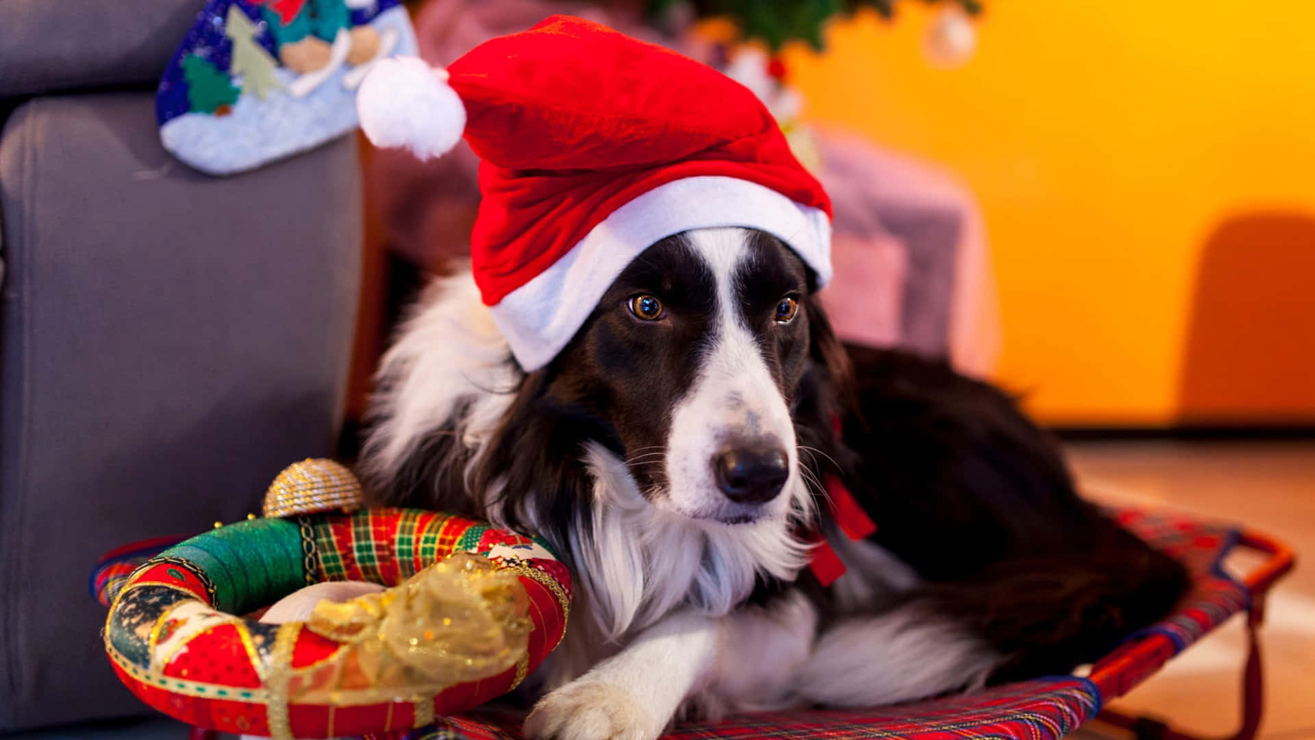 Perro Con Gorro Navideño Fondo de pantalla