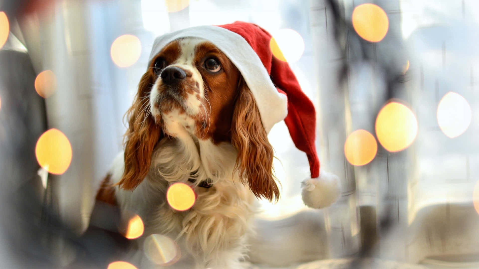Perro Con Gorro Navideño Fondo de pantalla