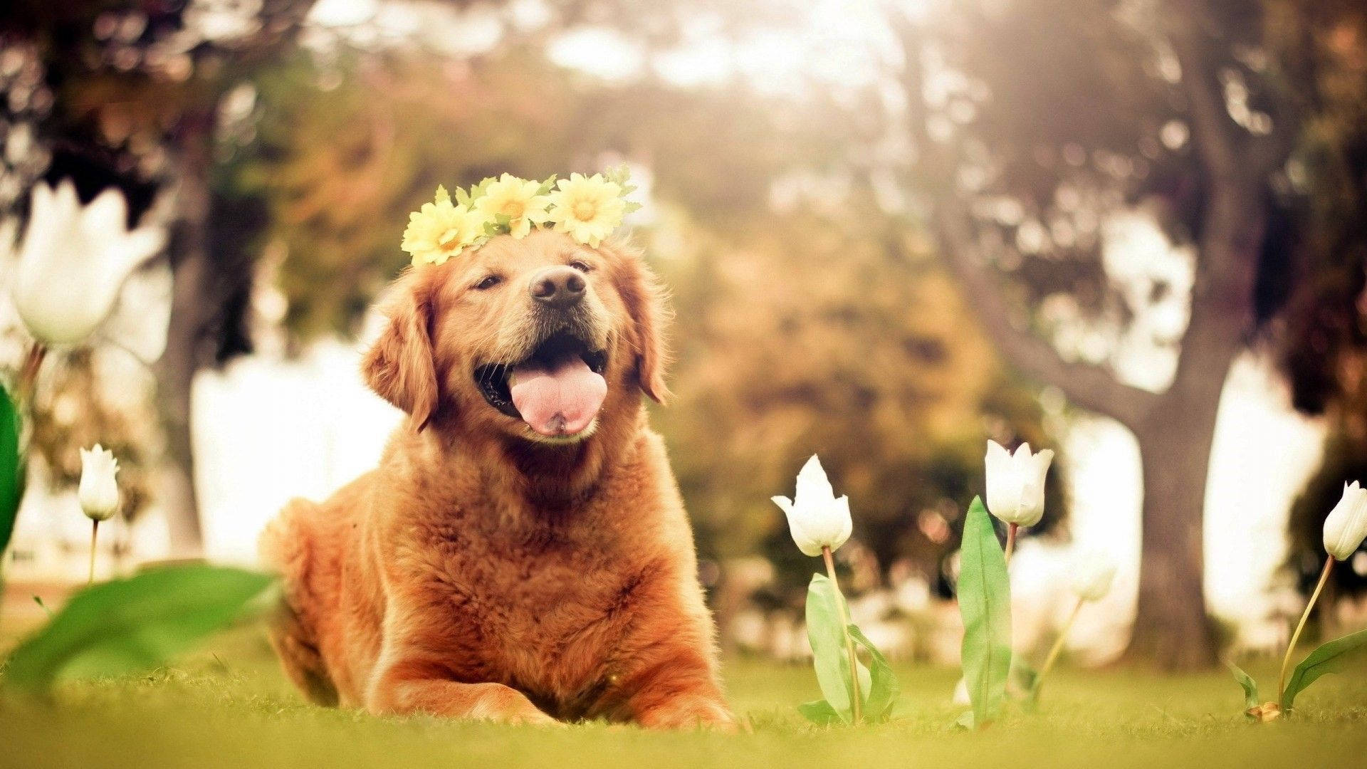 Dog With A Cute Smile Wallpaper