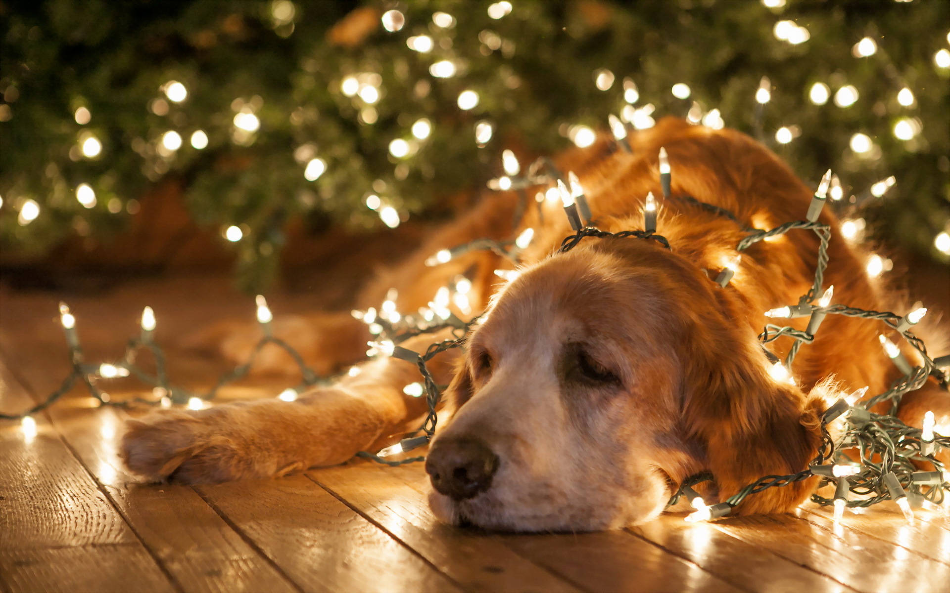 Dog With Christmas Lights