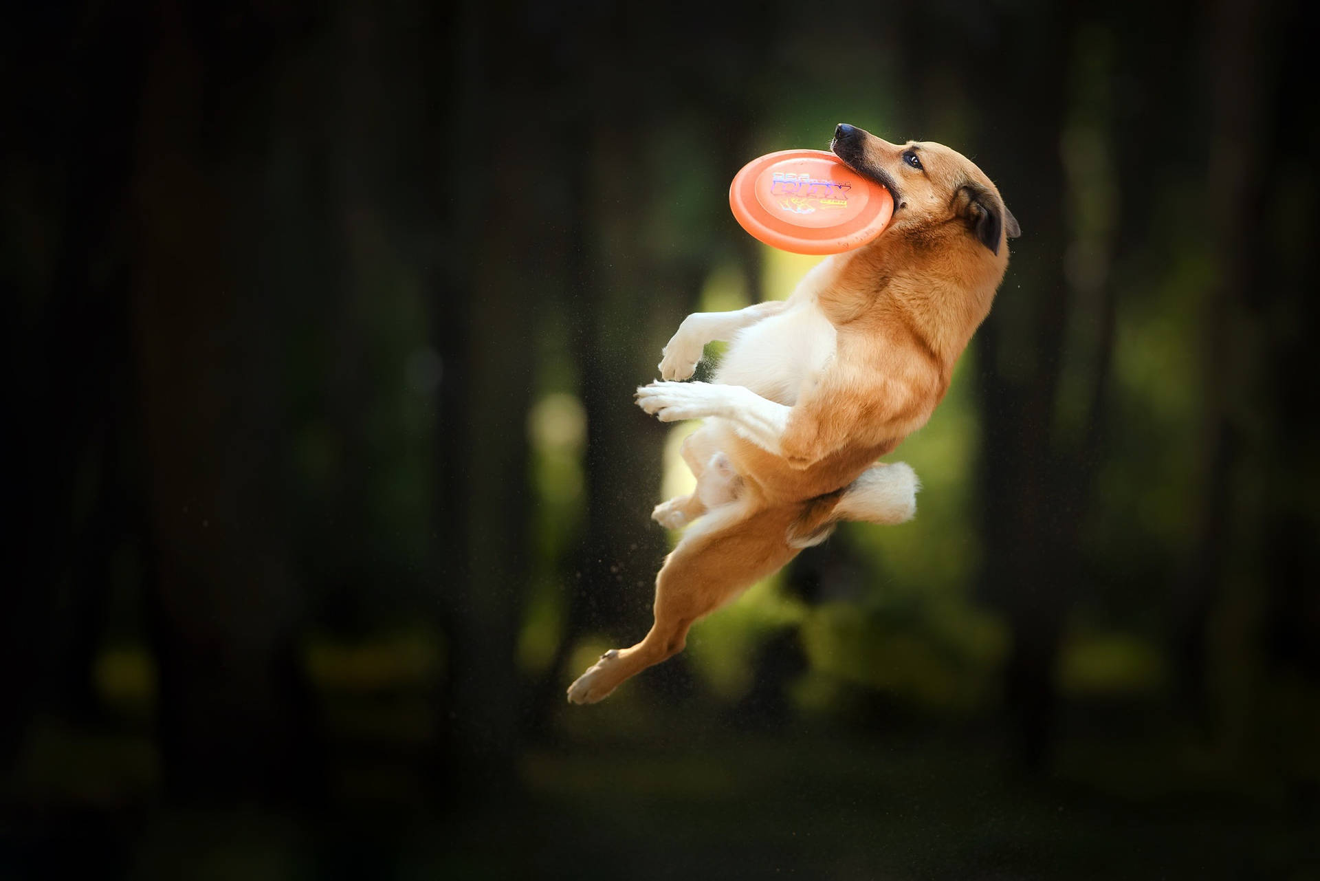 Dog With Orange Frisbee Wallpaper