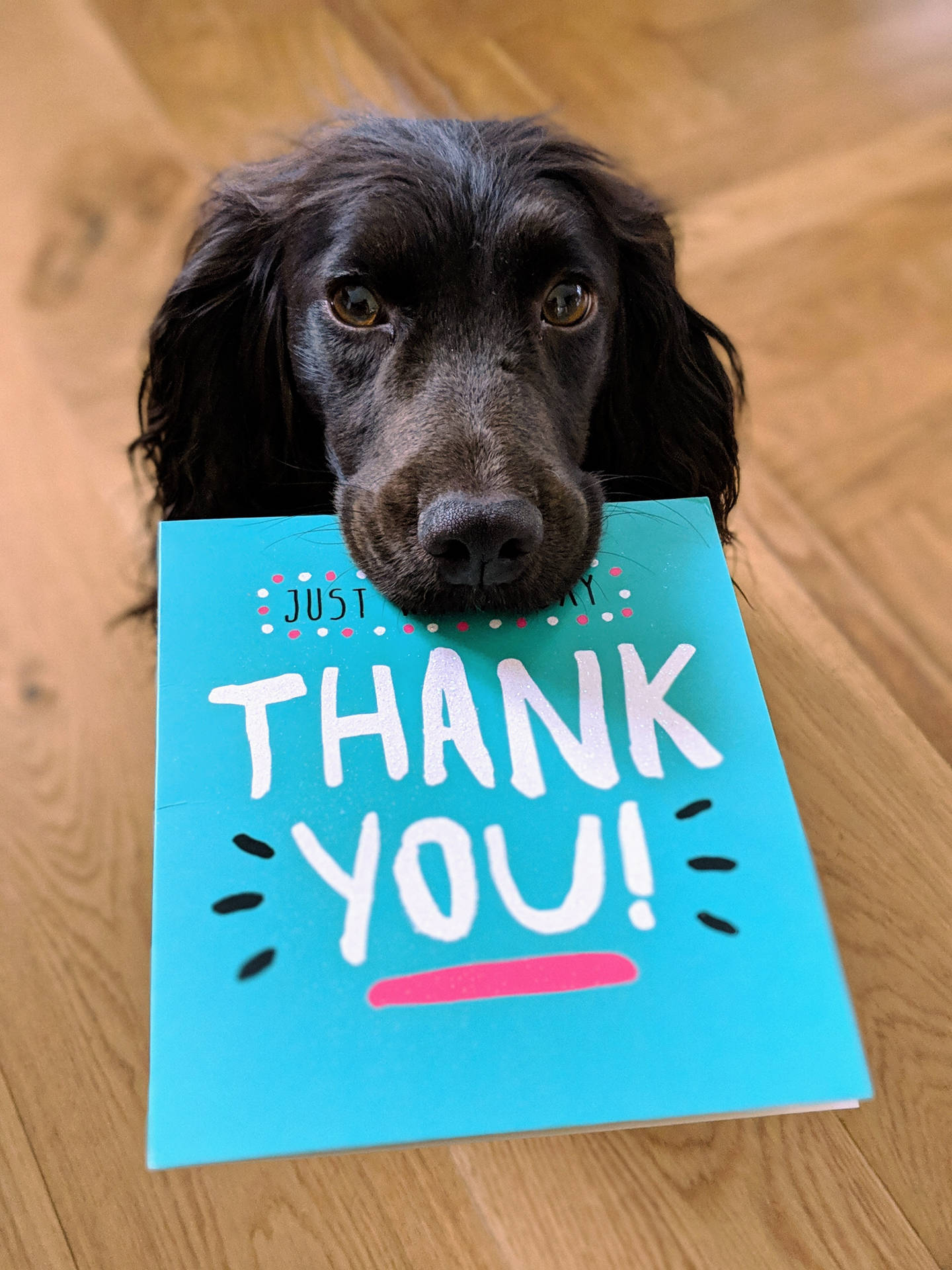Adorable dog with Thank You card mobile wallpaper.