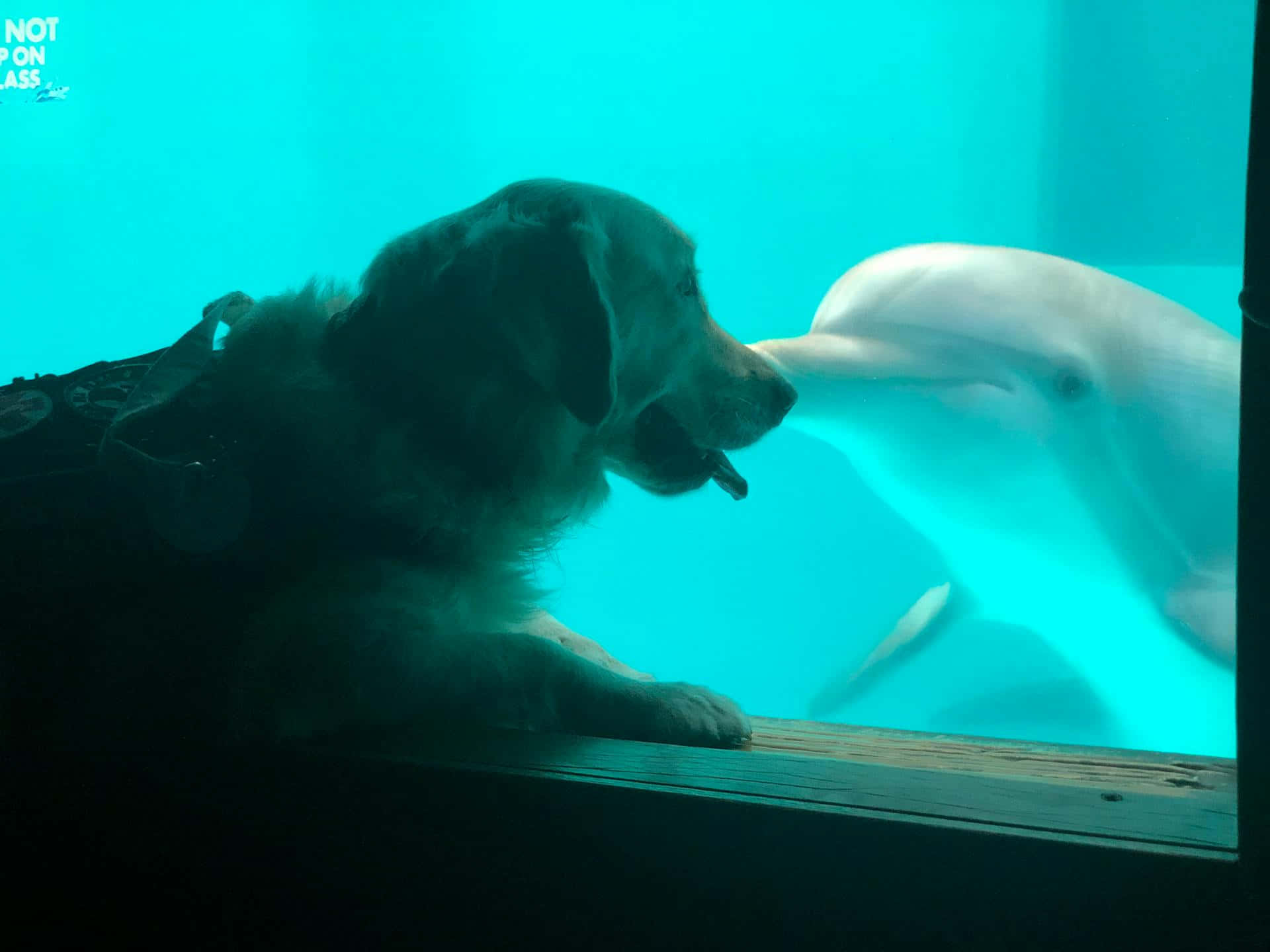 Dogand Dolphin Encounter Aquatic Friends.jpg Wallpaper