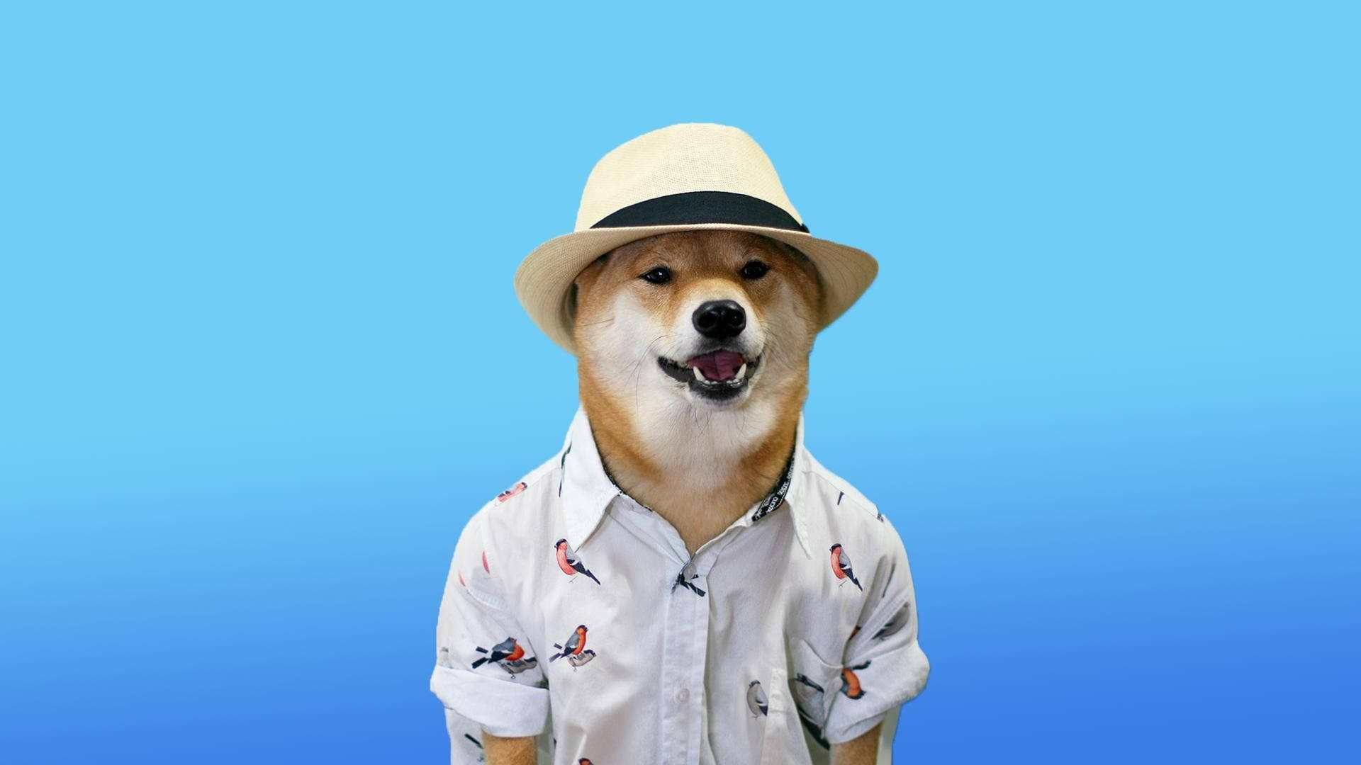 Doge Shiba Inu meme wearing Hawaiian shirt and hat, and smiling at the camera in a blue background.