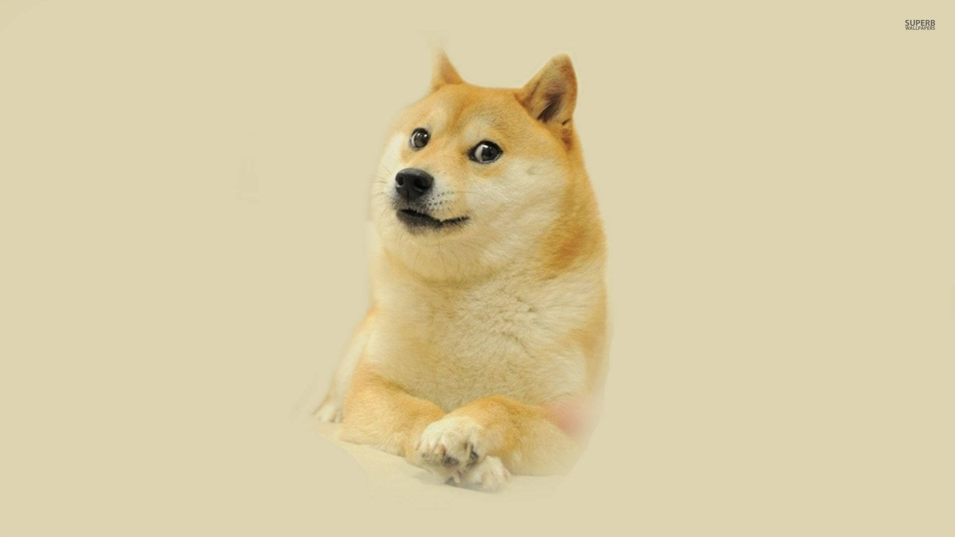 Doge Shiba Inu meme with serious happy face in a minimalist background.