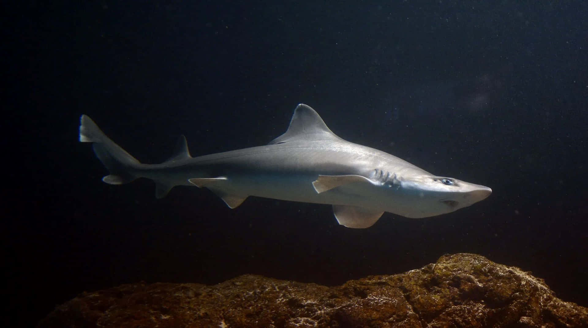 Dogfish Shark Swimming Underwater Wallpaper