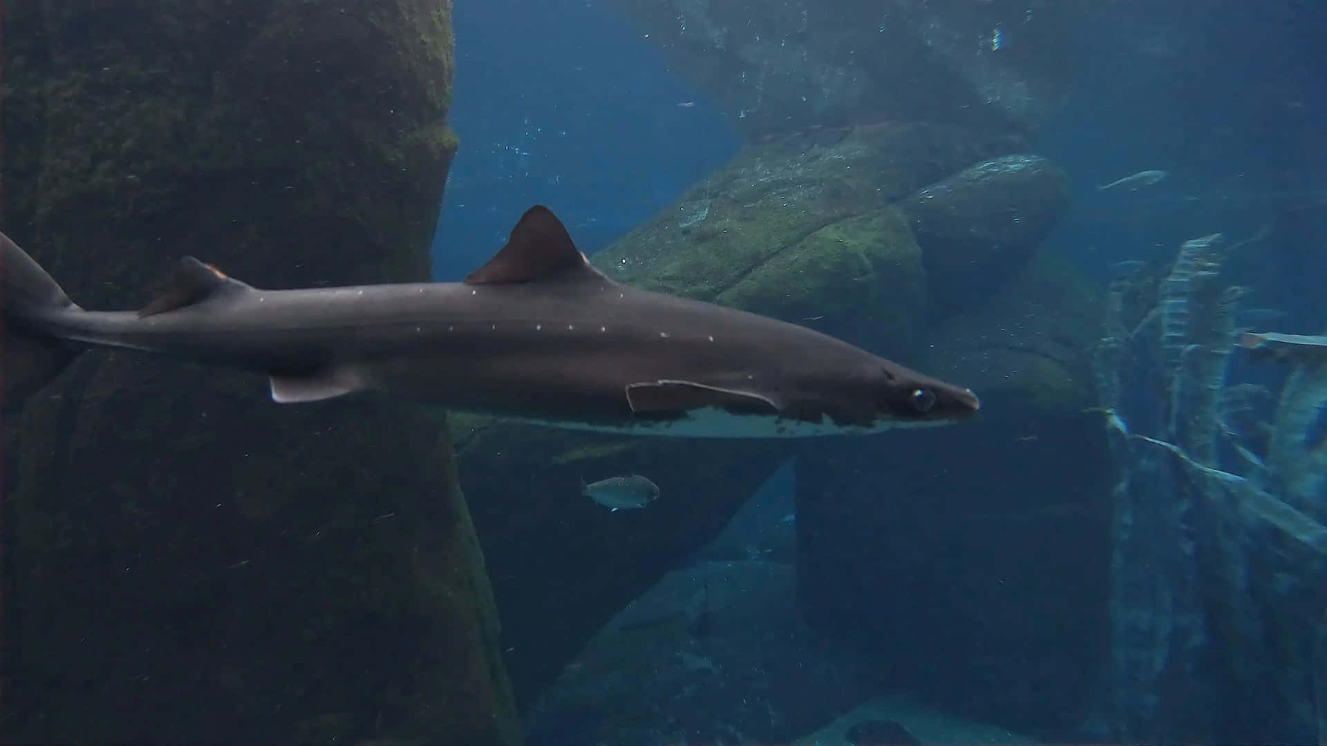 Dogfish Shark Swimming Underwater Wallpaper