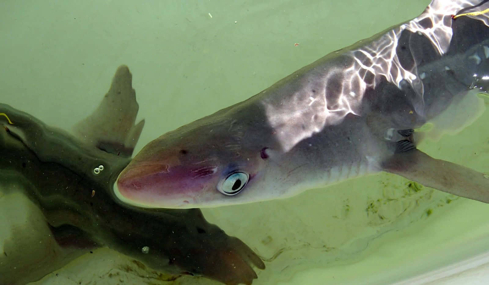 Dogfish Shark Underwater Wallpaper