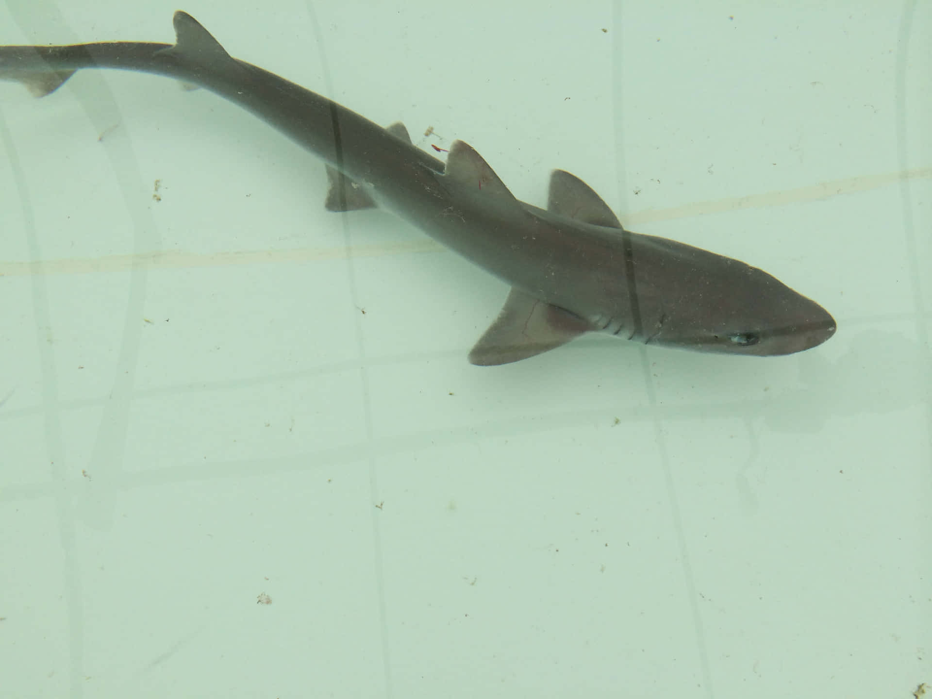 Dogfish Sharkin Clear Water Wallpaper