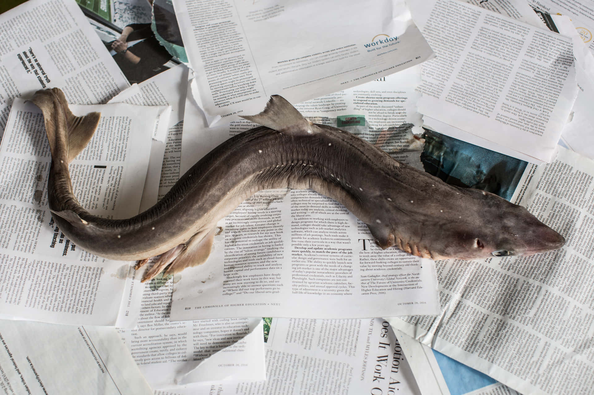 Dogfish Sharkon Newspaper Wallpaper