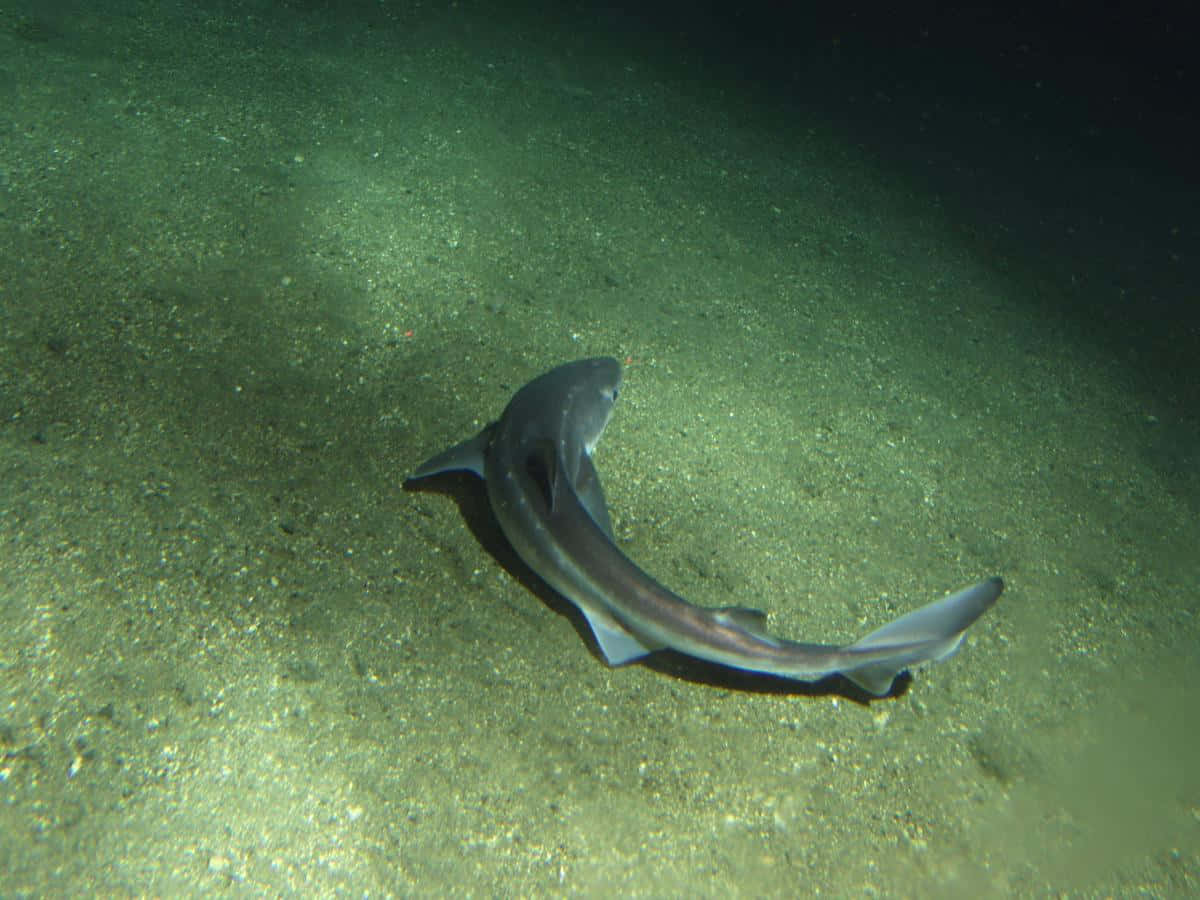 Dogfish Swimming Underwater Wallpaper