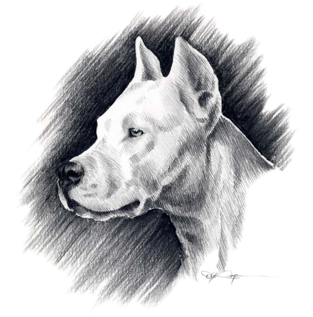 A Drawing Of A White Dog