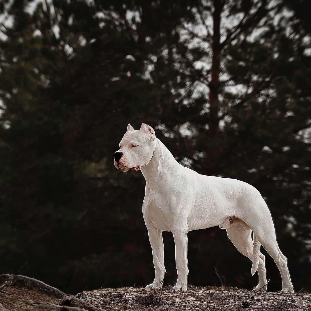 White Dog Standing On Top Of A Rock