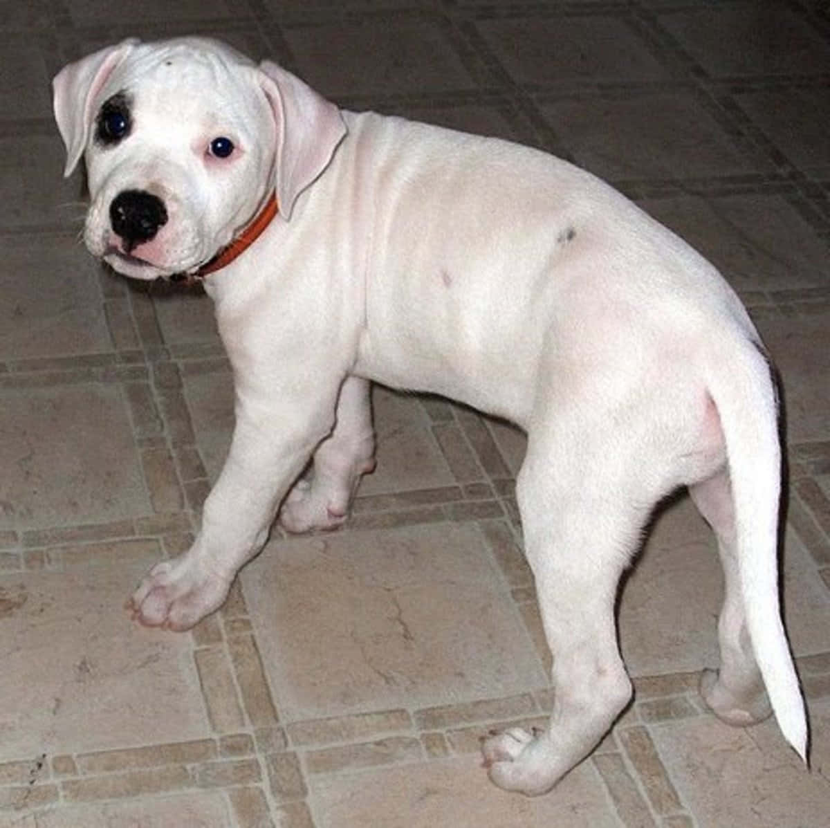 A White Puppy Standing On A Tiled Floor