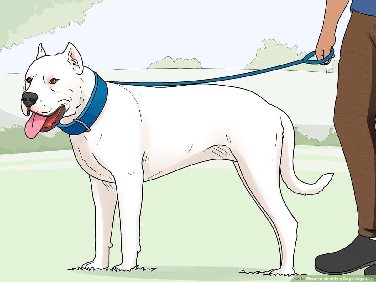 A White Dog Is Being Led By A Person