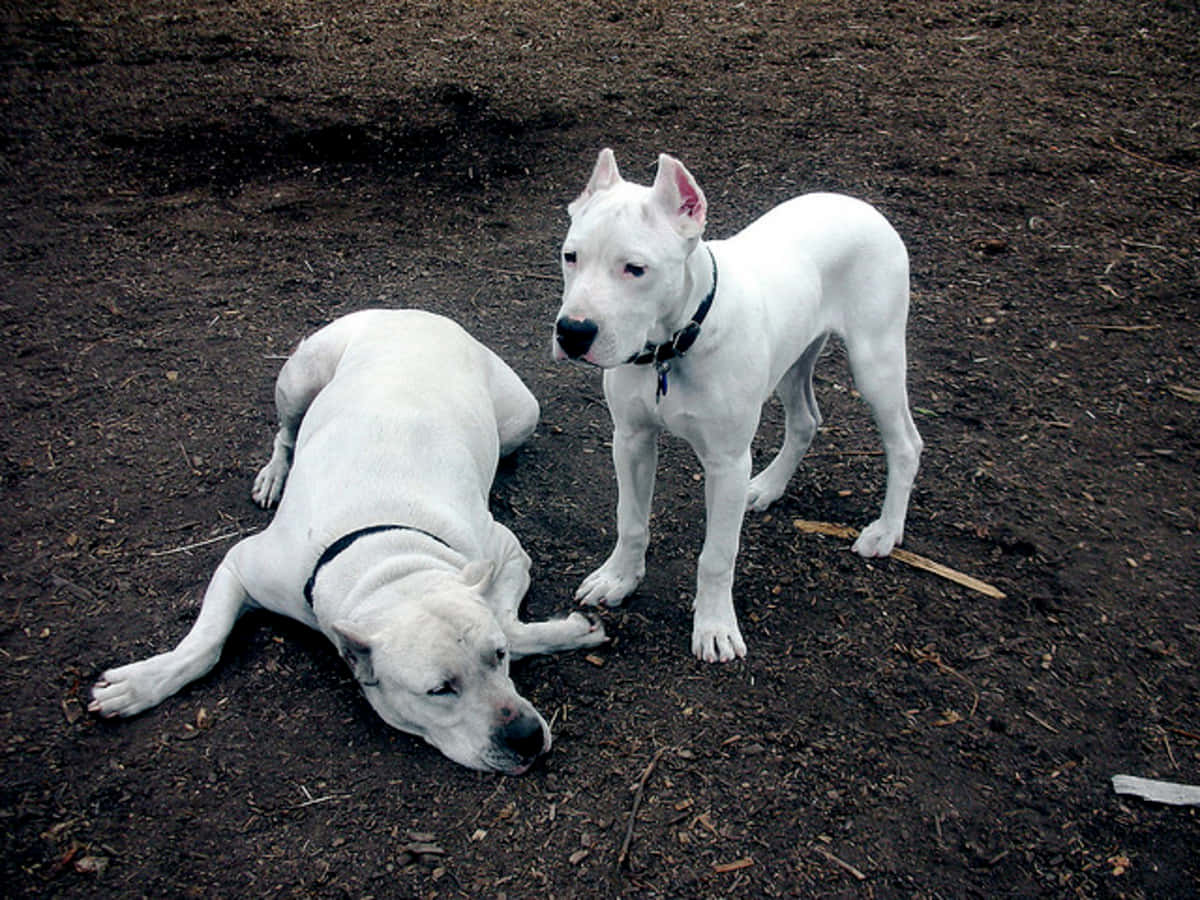 Two White Dogs Laying Down