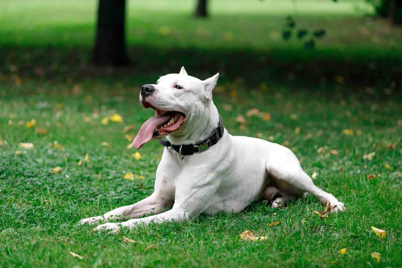 A White Dog Laying On The Grass
