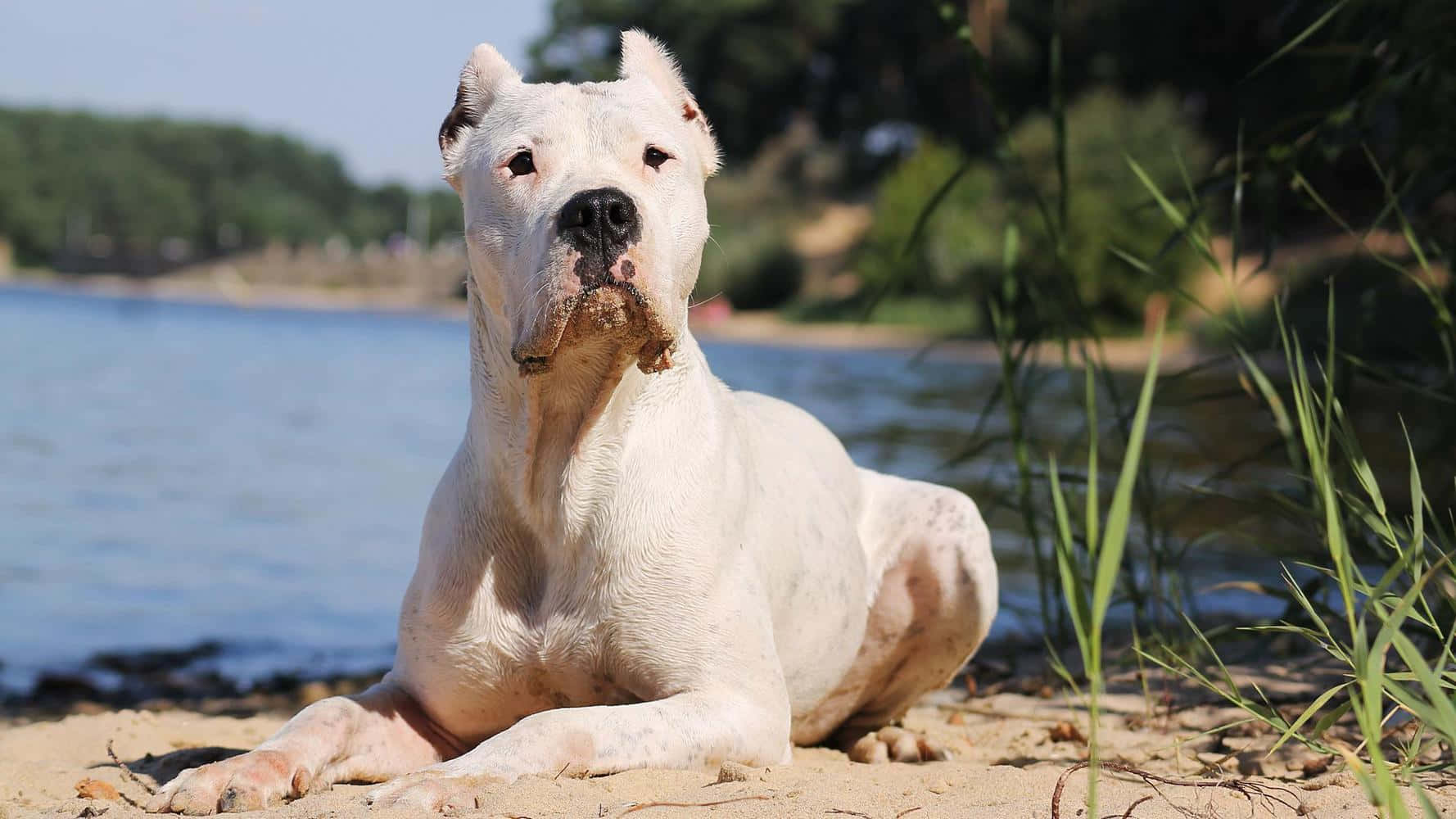 A White Dog Is Sitting On The Sand Near A Body Of Water