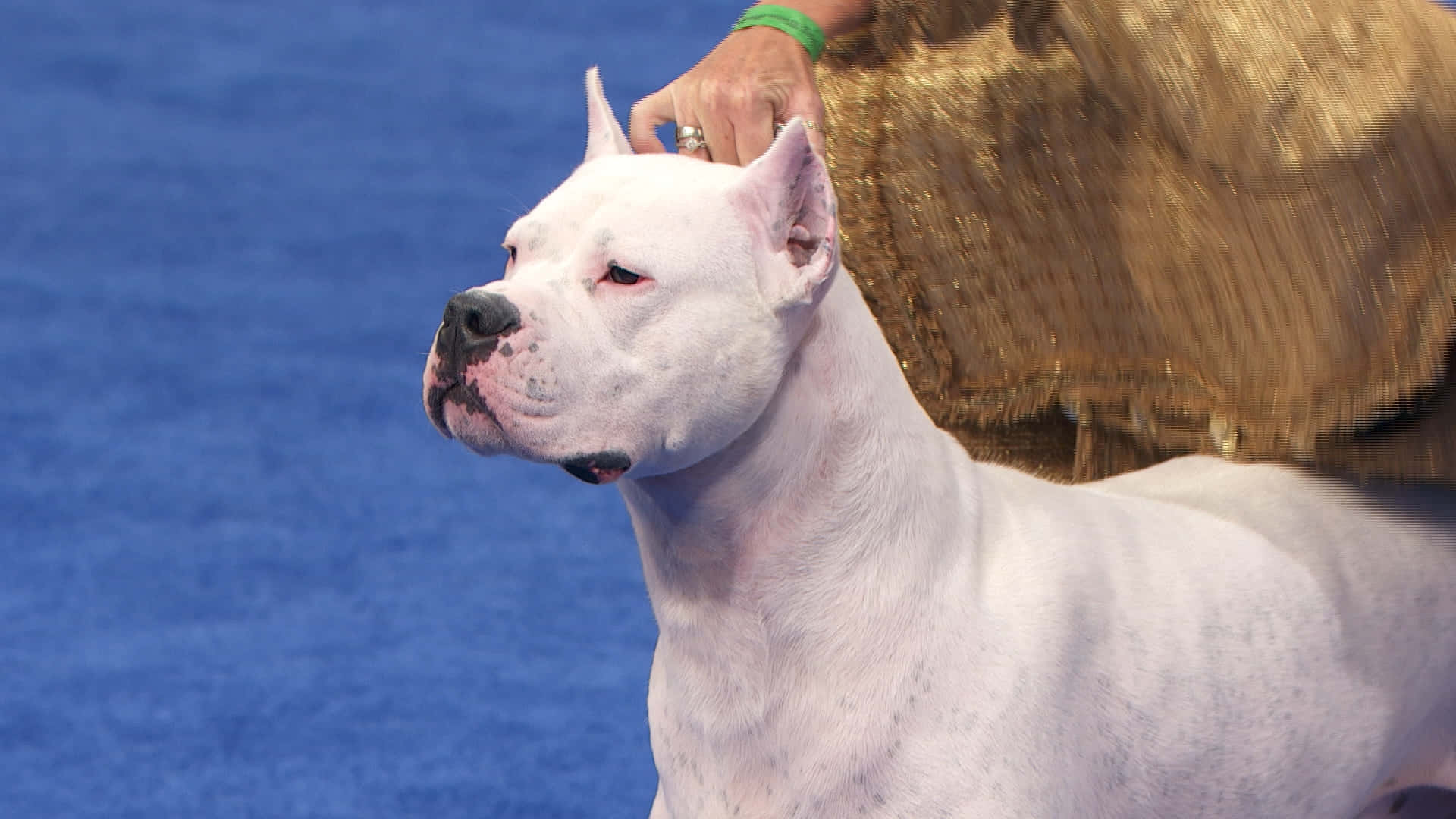 A White Dog Is Being Walked On A Blue Carpet