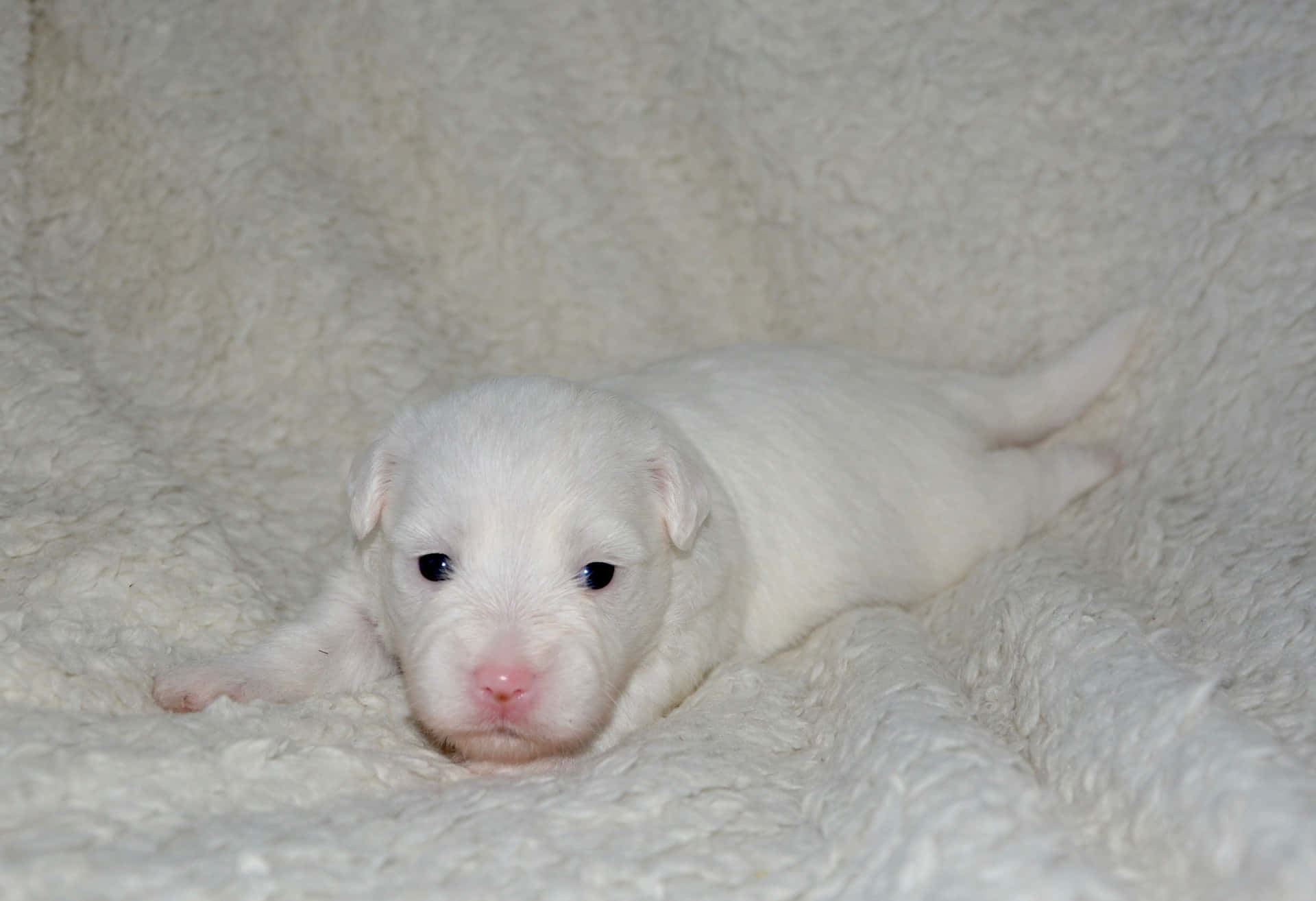 A White Puppy Laying On A White Blanket