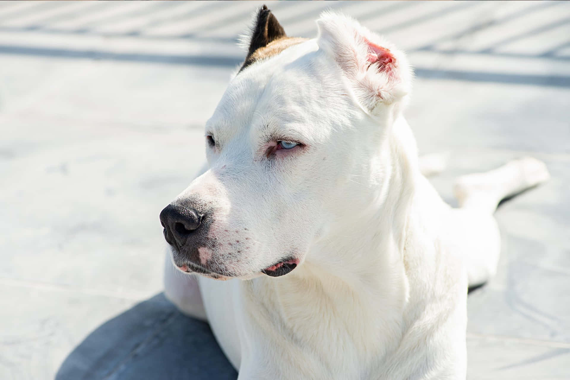 Perched atop a hill, a stunning Dogo Argentino stands alert