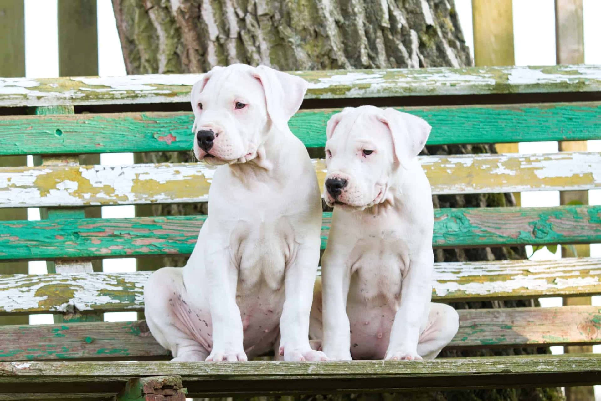 Two White Dogs Sitting On A Bench
