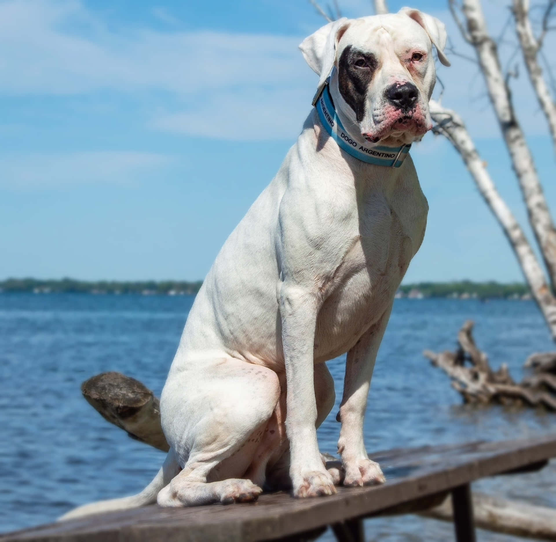 A black and white Dogo Argentino