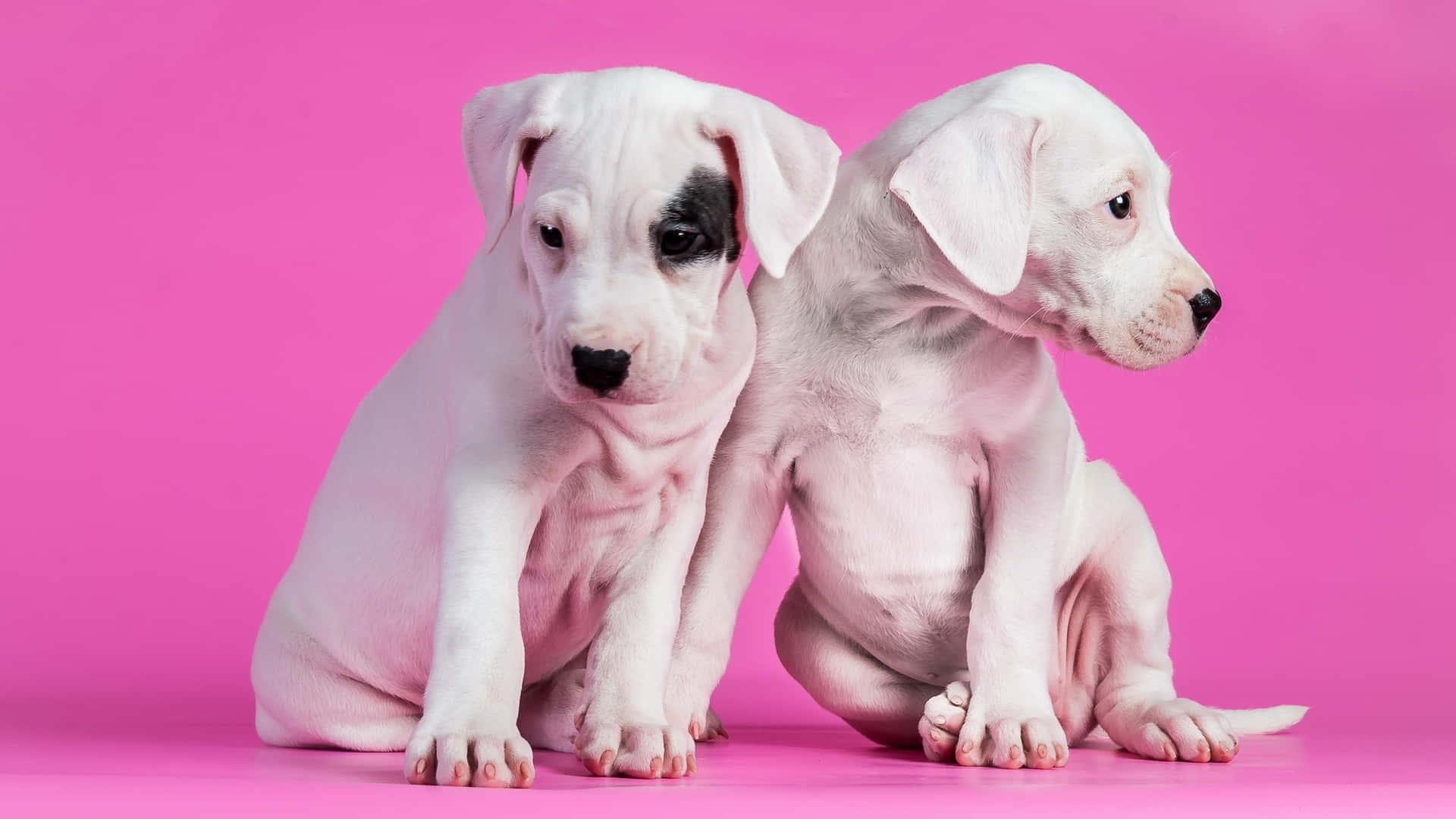 Two White Puppies Sitting On A Pink Background