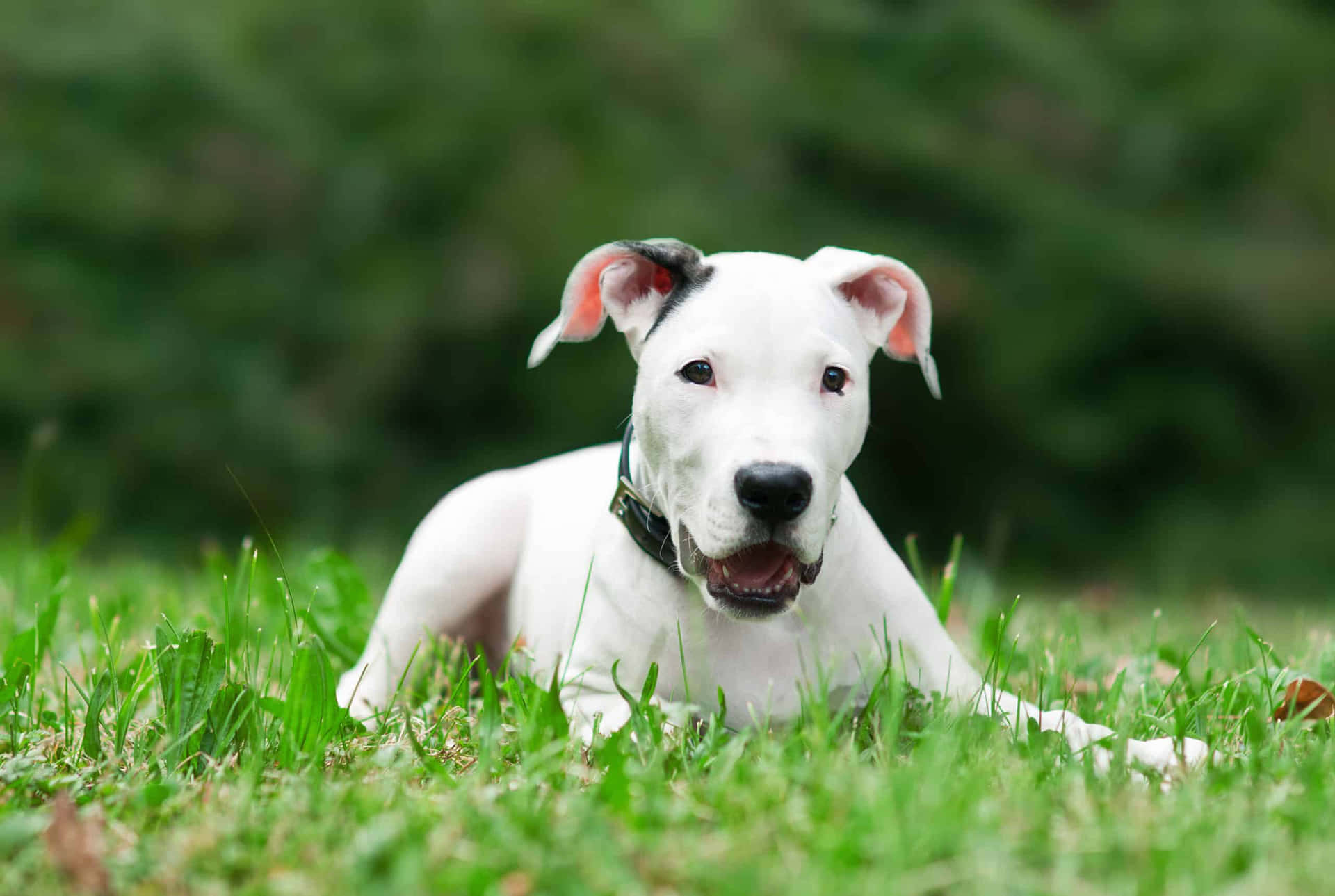 A White Dog Laying In The Grass