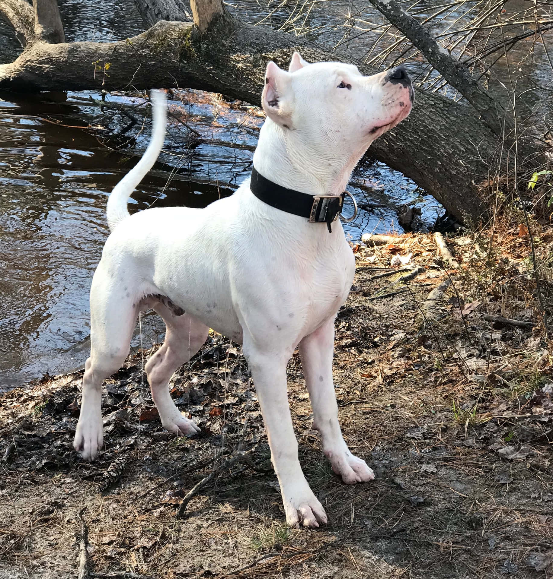 A White Dog Standing Near A River