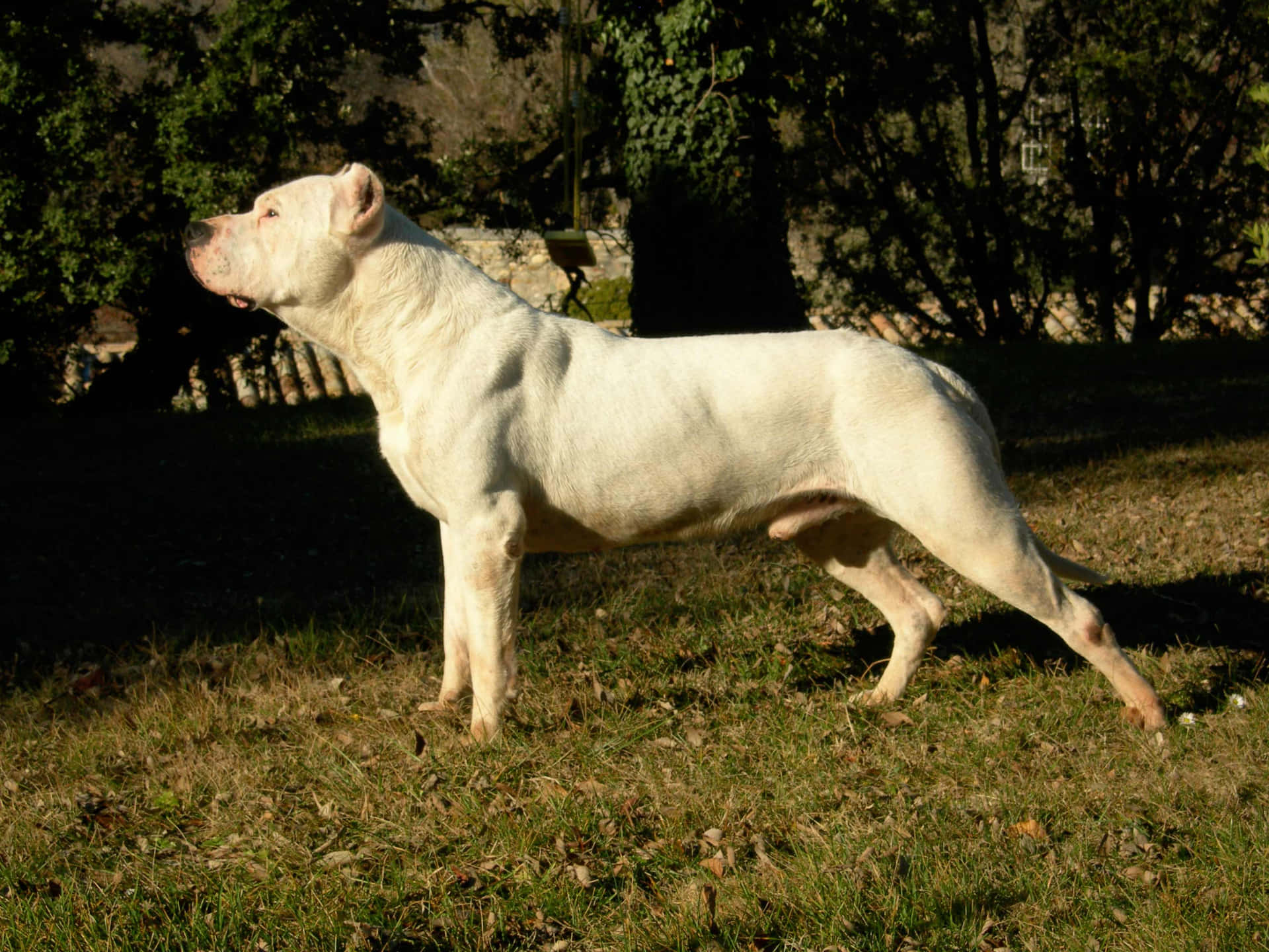 A White Dog Standing On The Grass