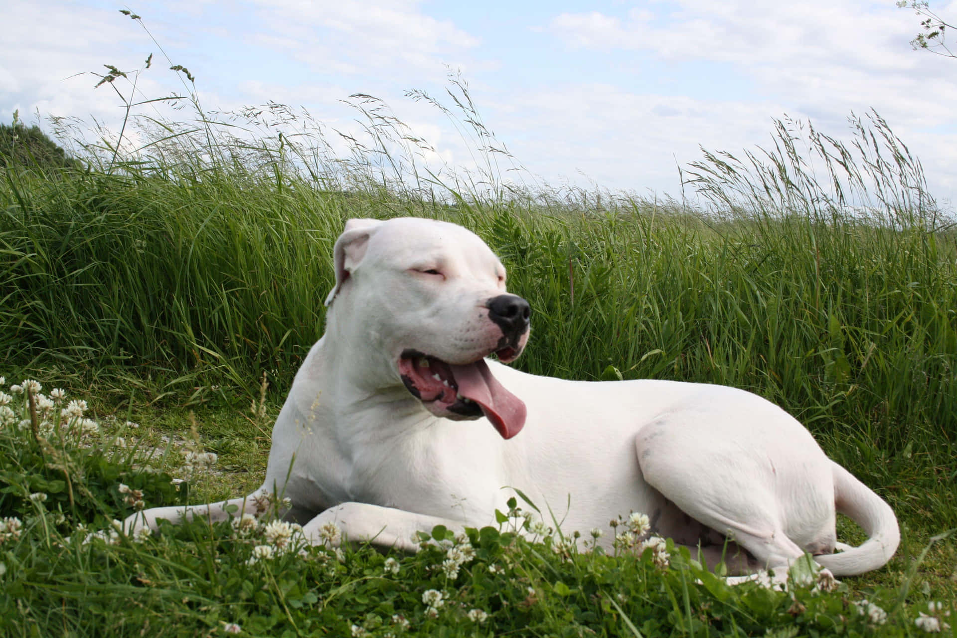 "The strong and loyal Dogo Argentino"