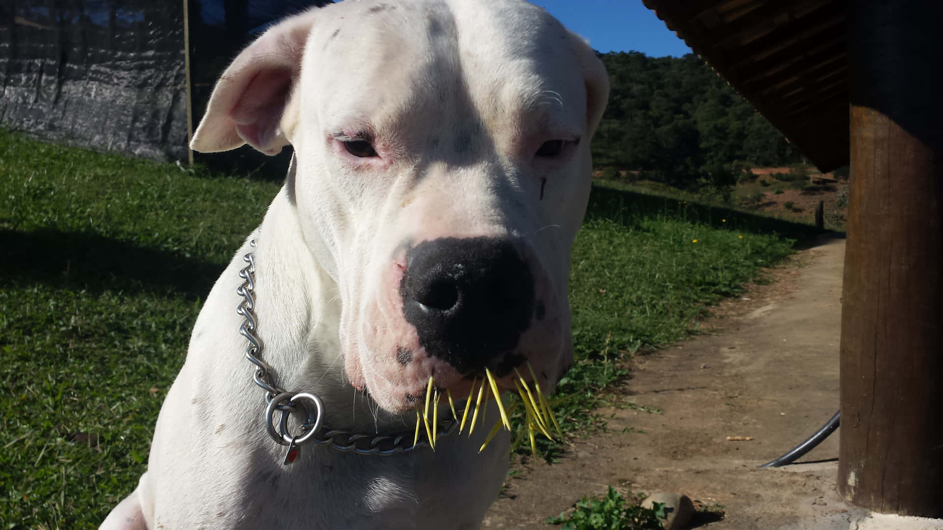 A White Dog With A Stick In His Mouth