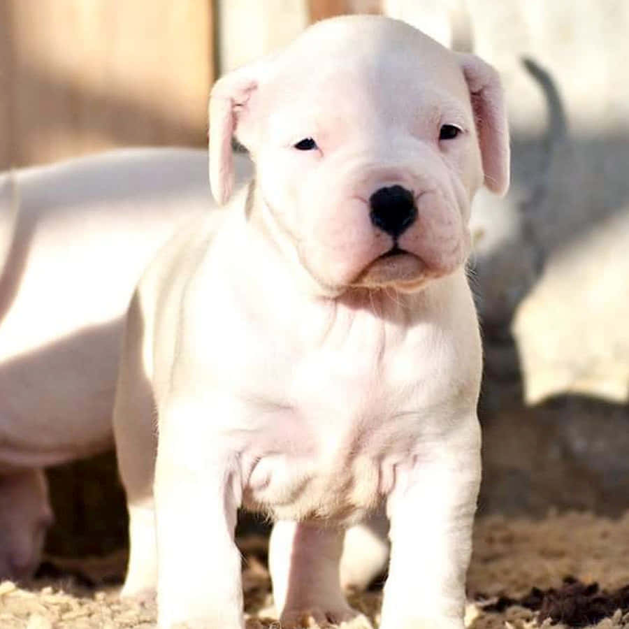 Two White Puppies Standing In Dirt